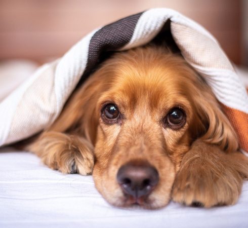 english cocker spaniel, dog, puppy-5937757.jpg